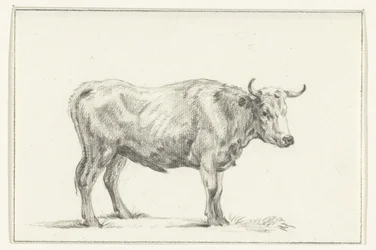 Toro in piedi, verso destra