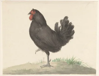 Gallina nera in piedi