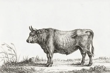 Toro in piedi