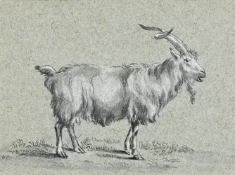 Capra in piedi di Jean Bernard
