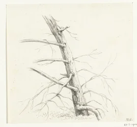 Studio di un albero