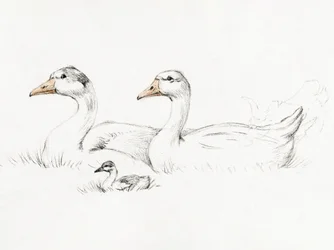 Due oche con un piccolo (1775–1833)