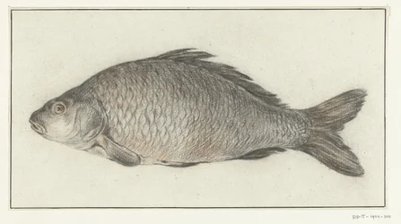 Pesce
