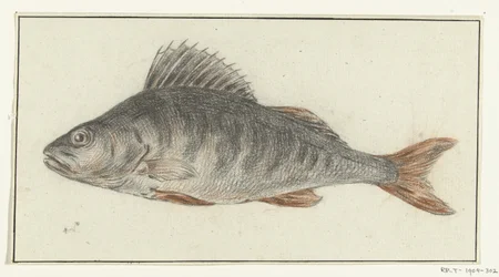 Pesce