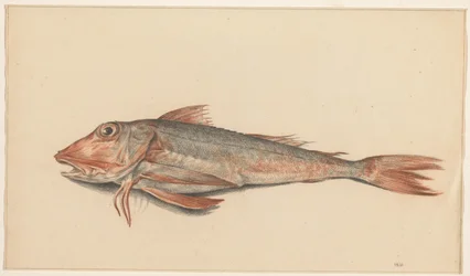 Pesce