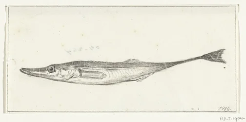 Pesce