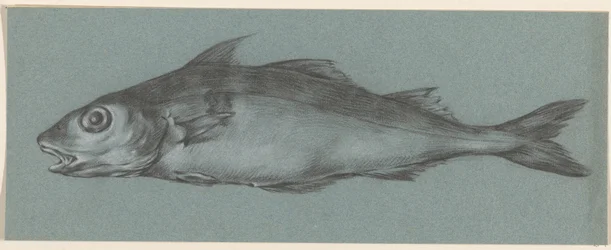 Pesce, verso sinistra