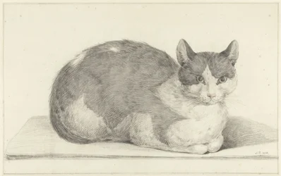 Gatto seduto, verso destra