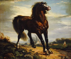 Il cavallo