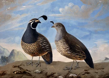 Coppia di pernici californiane, acquerello di Prevost, dai verbali del viaggio di Jean-Francois de Galaup de La Perouse tra il 1785 e il 1788
