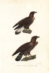 Aquila reale, Aquila chrysaetos