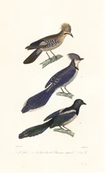 Ghiandaia, ghiandaia azzurra e gazza