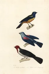 Tanager turchese, tanager blu-grigio e cardinale dal cappuccio rosso