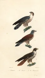 Turaco occidentale, falco sacro e pellegrino