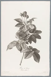Rosa gallica