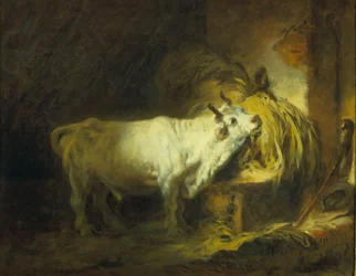 Il toro bianco nella stalla