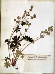 Alchemilla, da un Erbario (fiori pressati)
