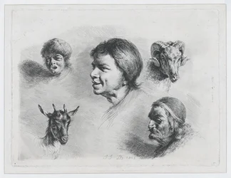 Studio di cinque teste