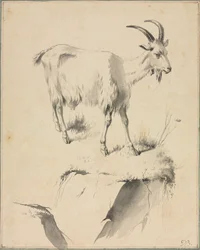 Studio di una capra