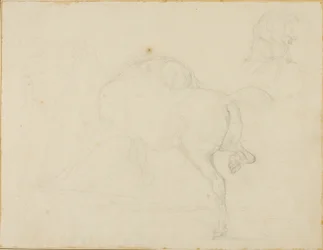 Studio di un cavallo che gira la testa e alza la zampa posteriore