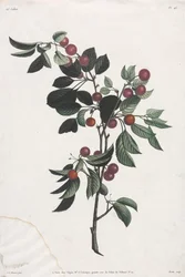Collezione di fiori e frutti: Rami di ciliegie precoci