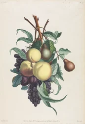Collection des fleurs et des fruits: Rami di rousselet, pesca, prugna e uva