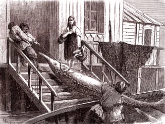 Pesca dello storione sul fiume Volga, Russia. 1867 (incisione)