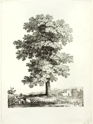 Studio di un albero