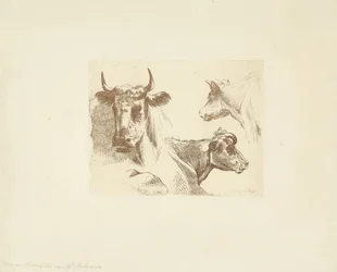 Tre teste di mucca