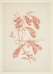 Senza Titolo (Fiori Ideali), da un set di sei