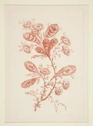 Senza Titolo (Fiori Ideali), da una serie di sei