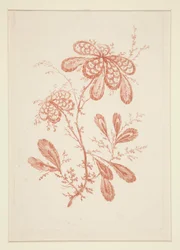 Senza titolo (Fiori Ideali), da un set di sei