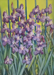 Iris viola, 2023 (pastello su carta)