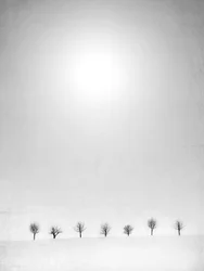 Alberi spogli, neve bianca
