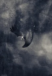 Uccello scuro in caduta