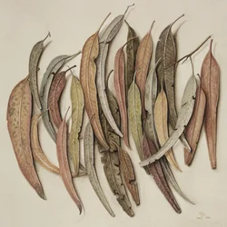 Foglie di eucalipto