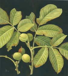 Noce verde