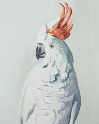 Cacatua bianco