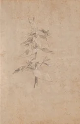 Studio di piante