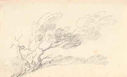 Studio di un albero al vento