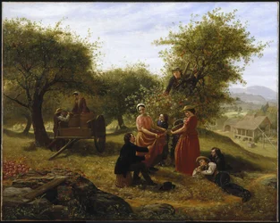 Raccolta di mele