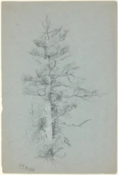 Studio di albero