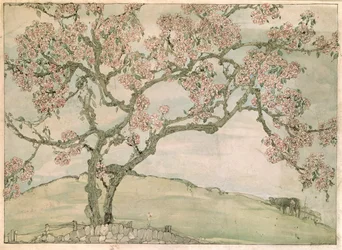 Fiori di Melo