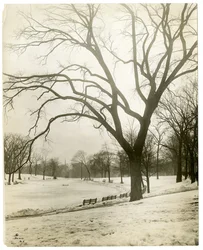 Boston Common e stagno delle rane, vicino all