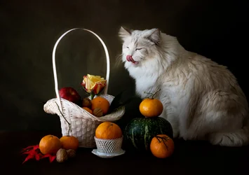 Natura morta con frutta autunnale e gatto
