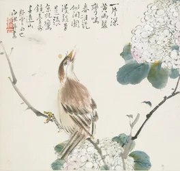 Un Hwamei cinese, 1857