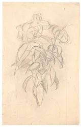 Studio di fiori