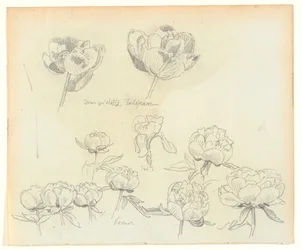 Studi di fiori