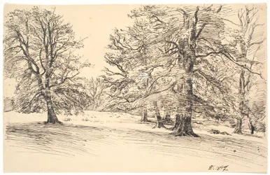 Terreno leggermente inclinato con grandi alberi sparsi