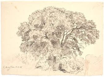 Studio di alberi. Giardino di Classen